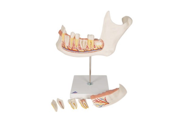 model połowy dolnej szczęki człowieka, 3 razy większy, 6 części - 1000249 [d25] 3b scientific modele anatomiczne 2